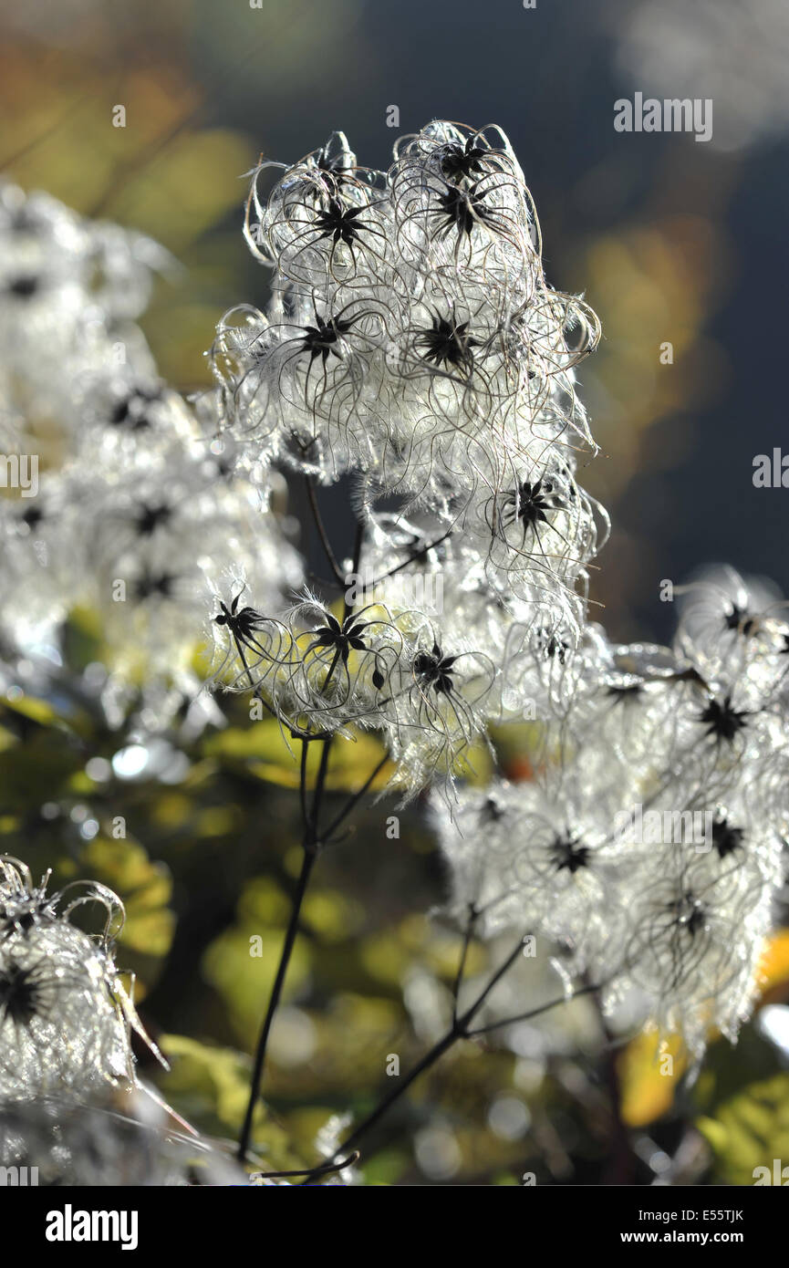 Old man's beard, Clematis vitalba Banque D'Images