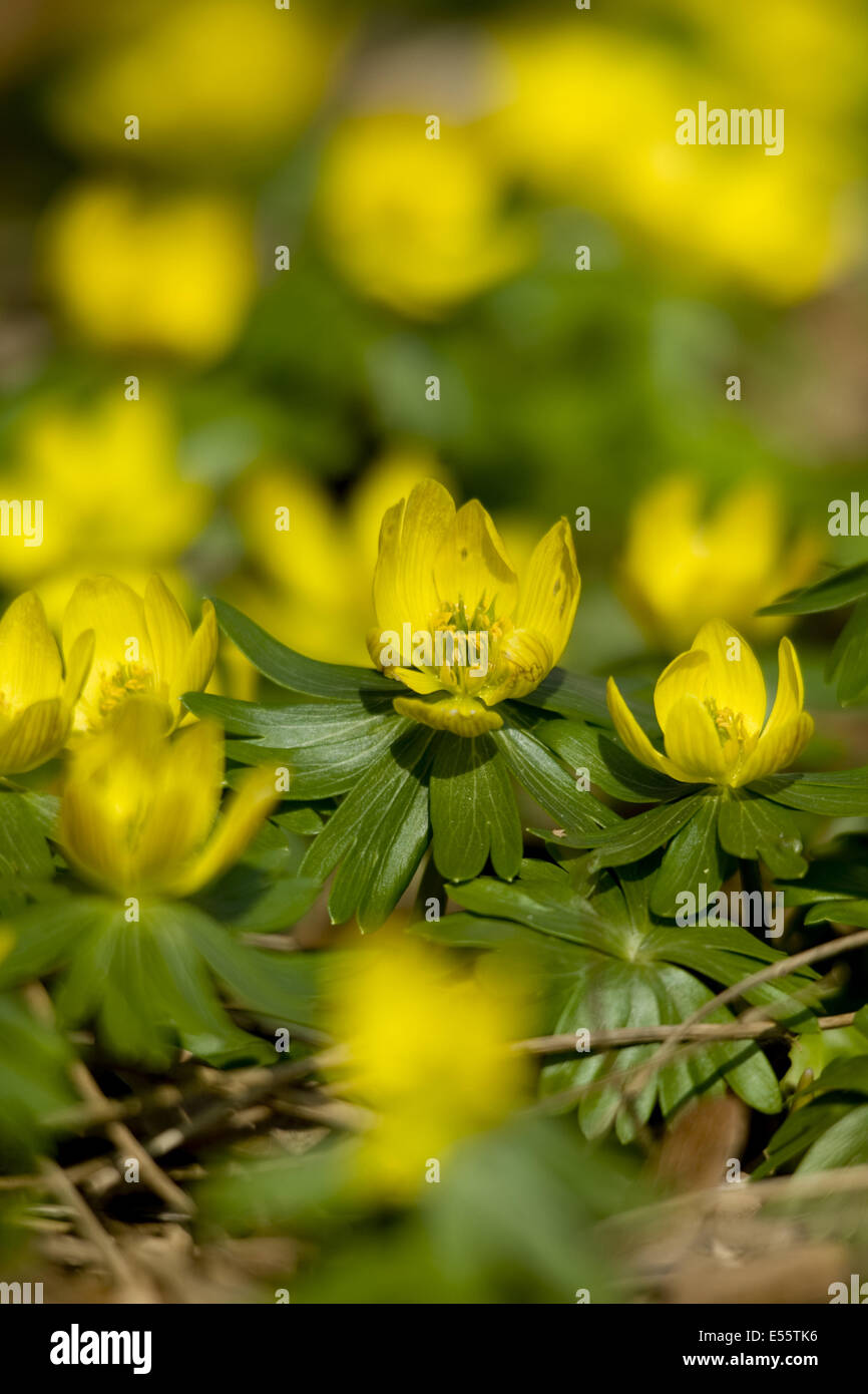 Eranthis hyemalis, aconit d'hiver Banque D'Images