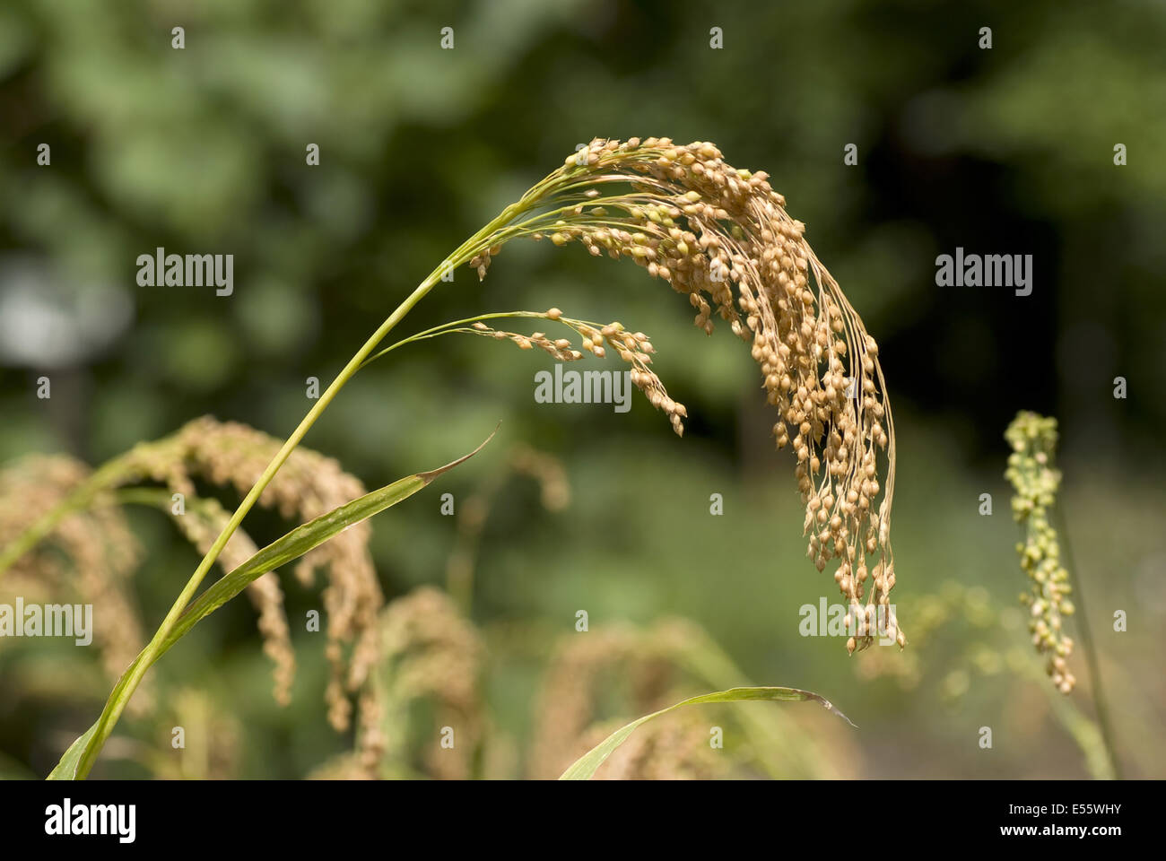 Le millet, Panicum miliaceum Banque D'Images