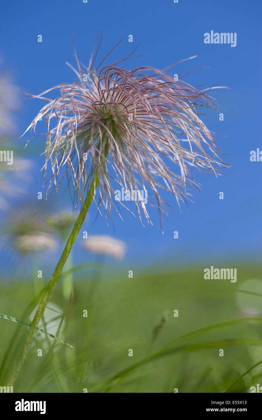 Pasqueflower pulsatilla alpina alpine, ssp. alpina Banque D'Images