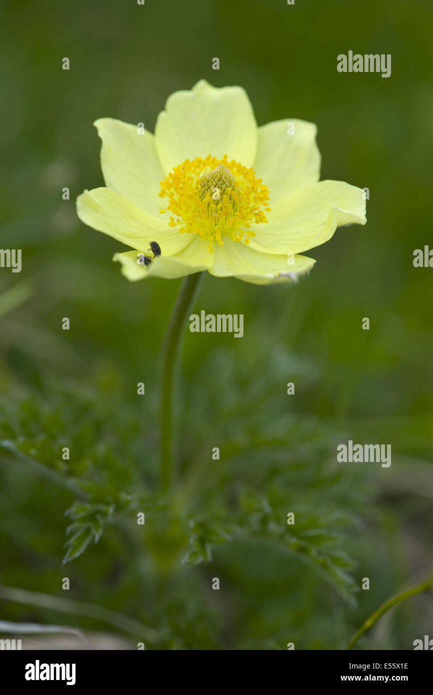 Pasqueflower pulsatilla alpina alpine, ssp. apiifolia Banque D'Images