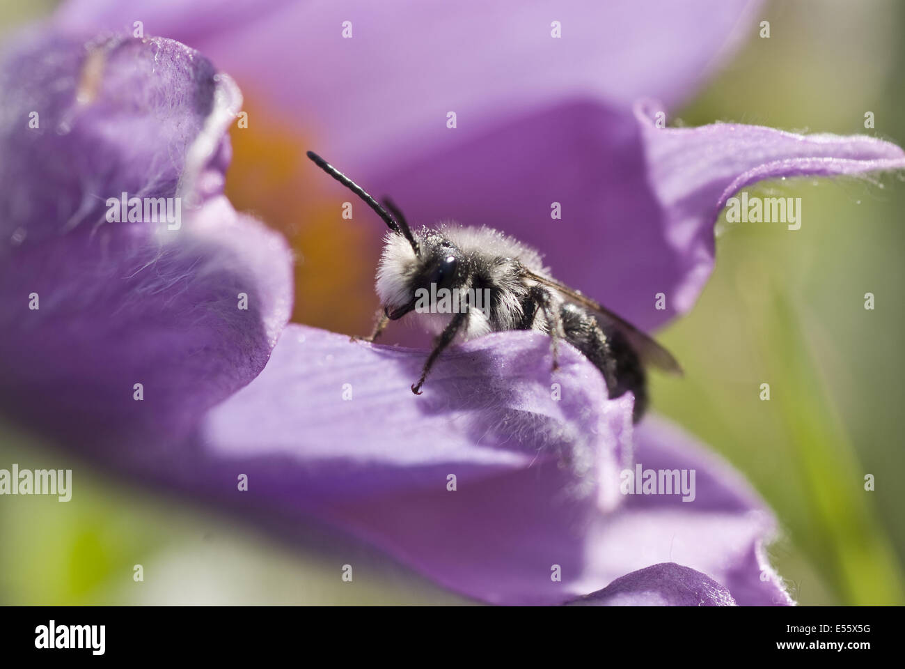 Anémone pulsatille commune Pulsatilla vulgaris, Banque D'Images