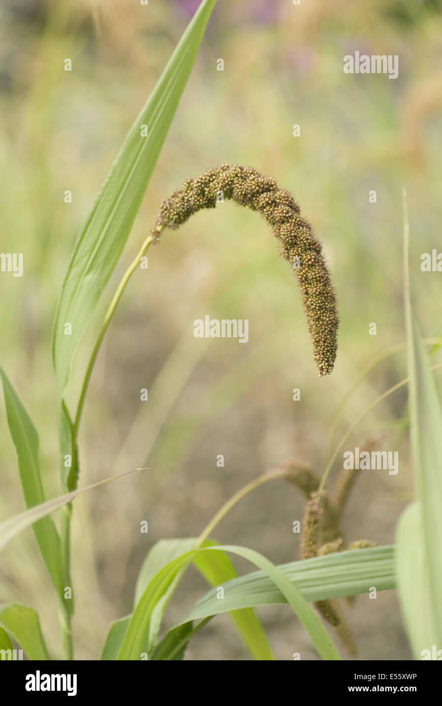 Le millet, Setaria italica Banque D'Images