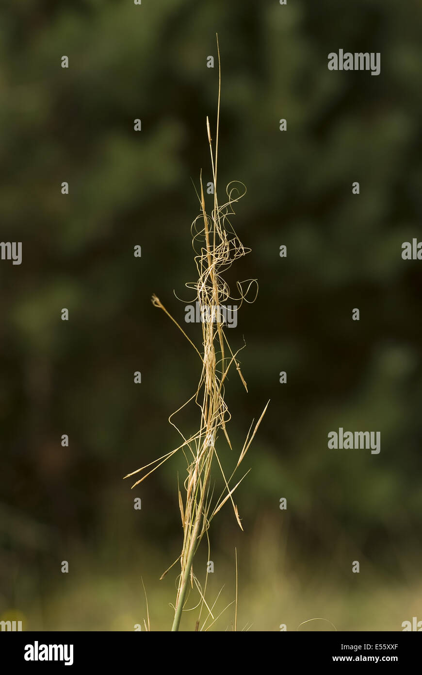 Feather grass, Lagurus ovatus Banque D'Images