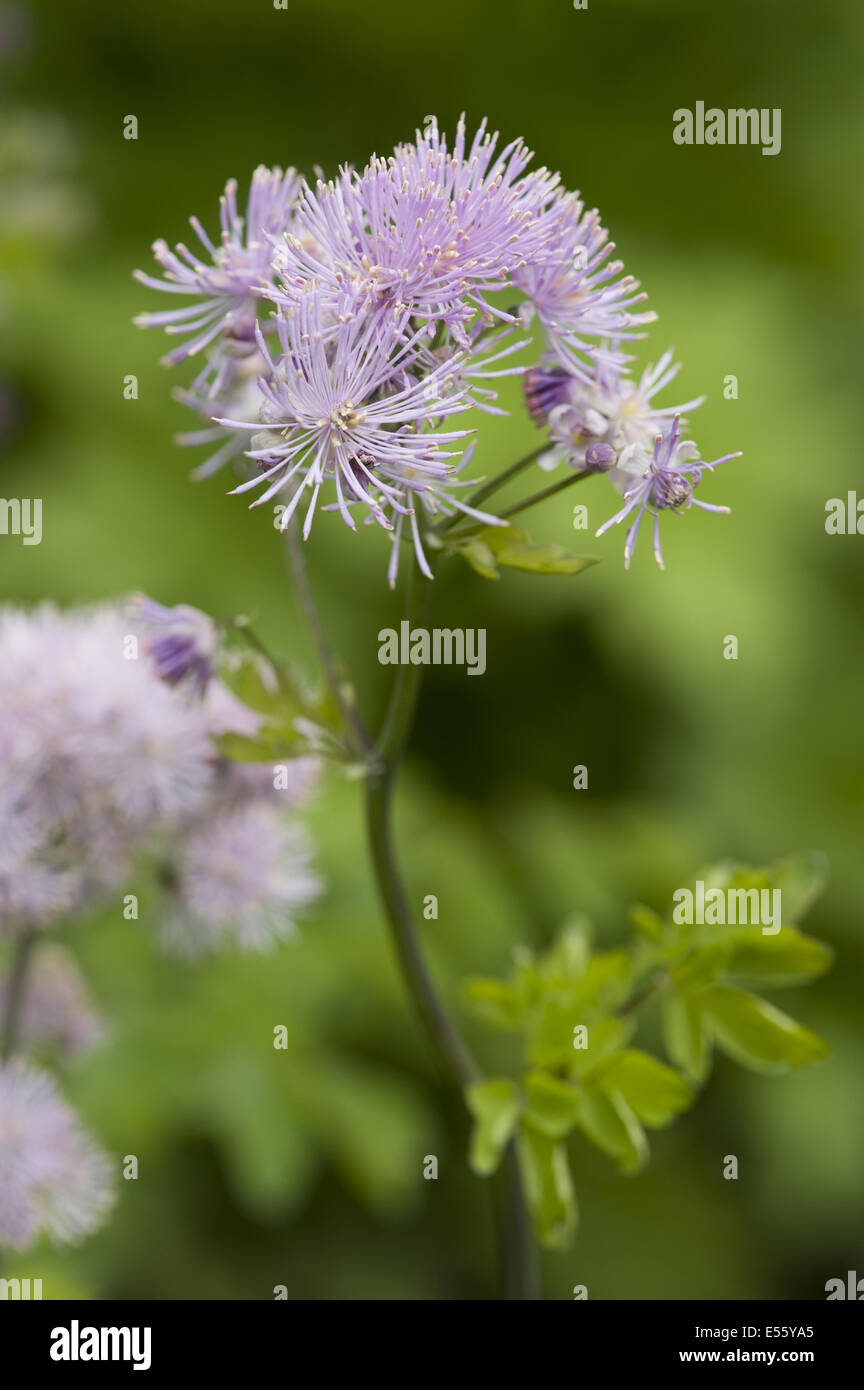 Plus de meadow-rue, Thalictrum aquilegiifolium Banque D'Images