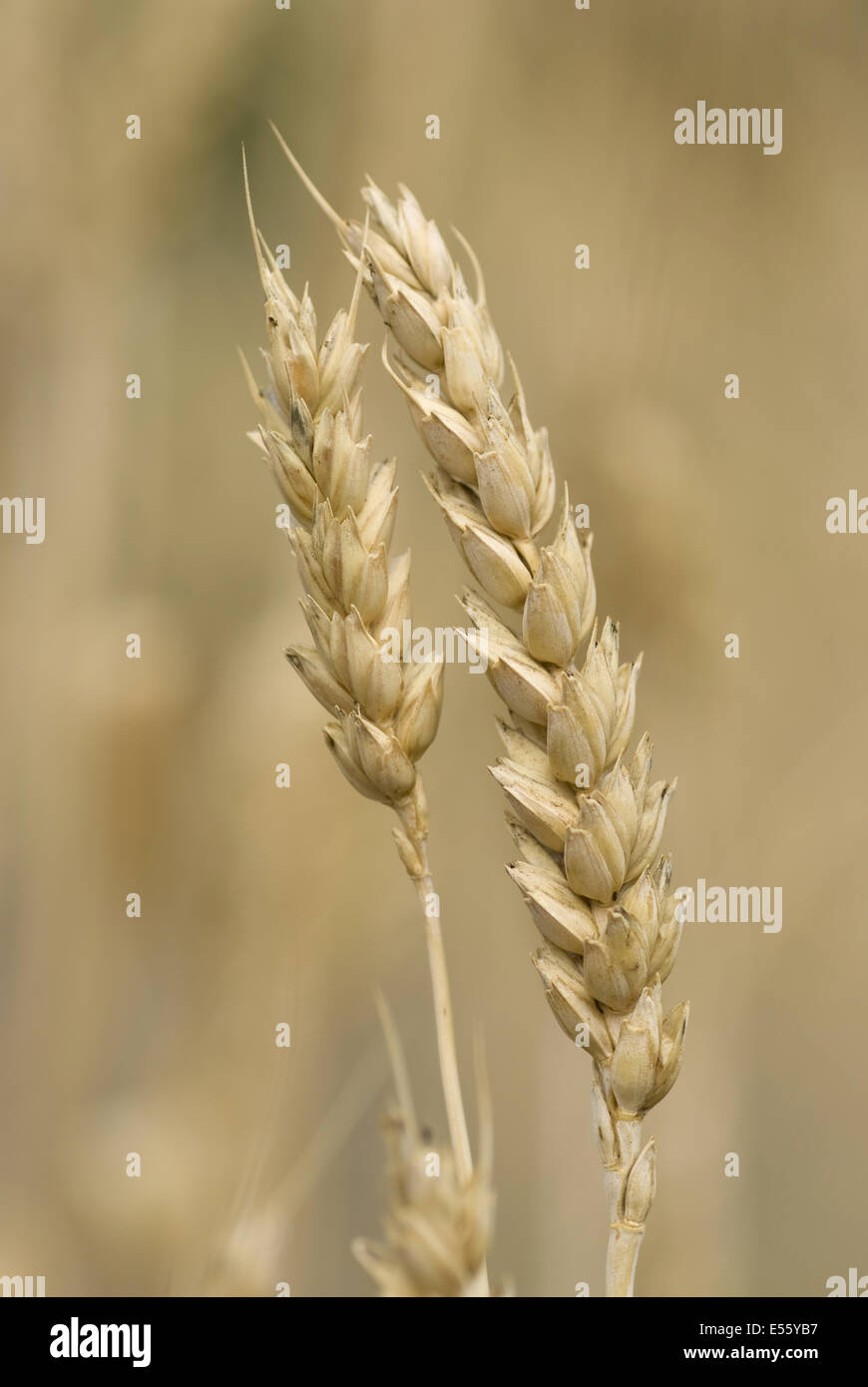 Le blé commun, Triticum aestivum Banque D'Images