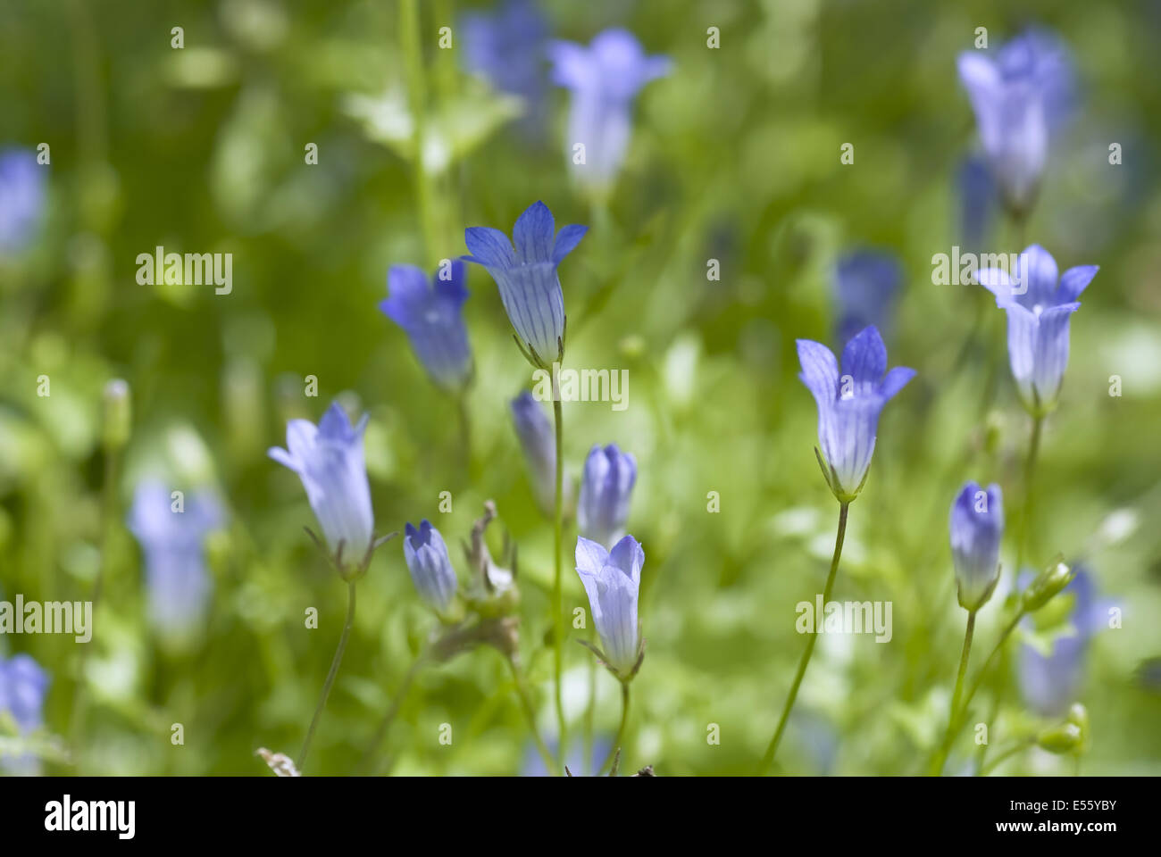 La campanule à feuilles de lierre, wahlenbergia hederacea Banque D'Images