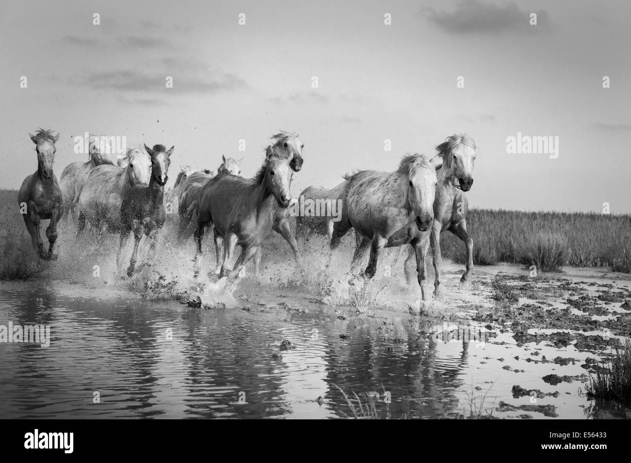 Chevaux blancs de Camargue Banque D'Images