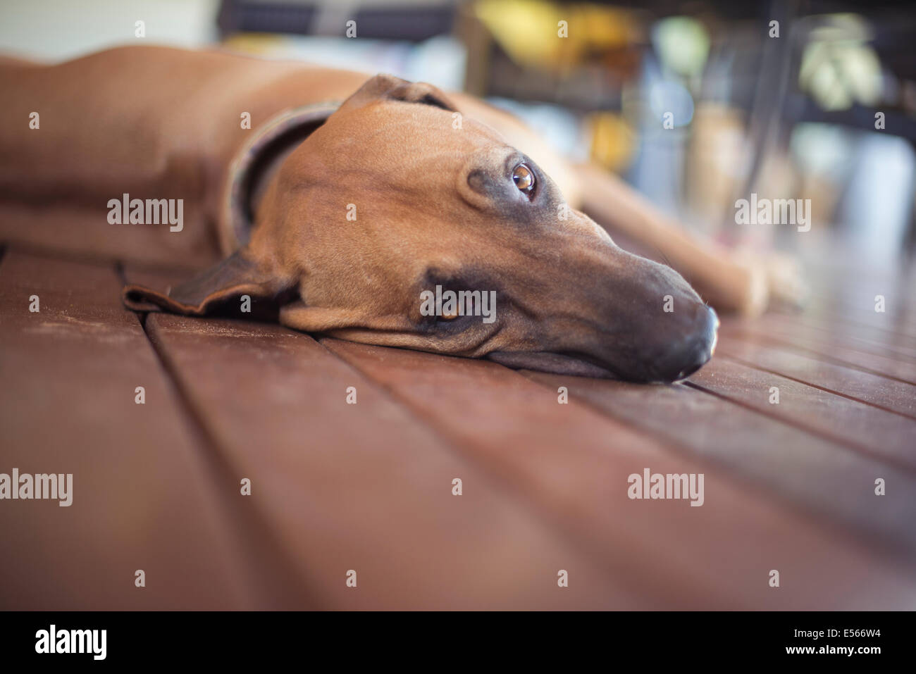 Chien reposant sur le sol avec les yeux fatigués Banque D'Images