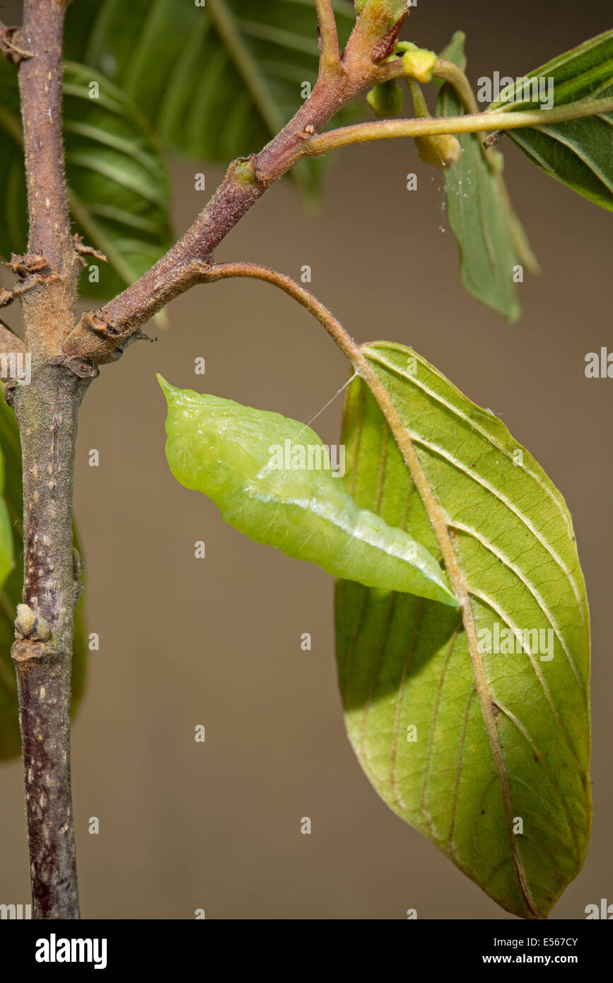 Nymphe de Brimstone Butterfly Gonepteryx rhamni attaché à leaf au fil de soie Banque D'Images