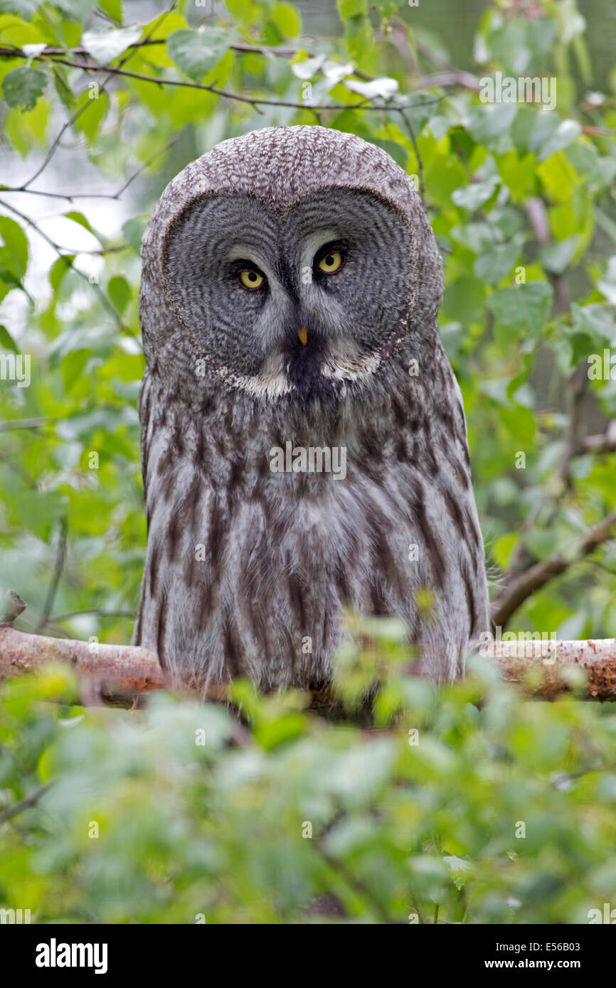 Chouette lapone Strix nebulosa perché sur la branche Highland Wildlife Park Kincraig Inverness Ecosse Banque D'Images