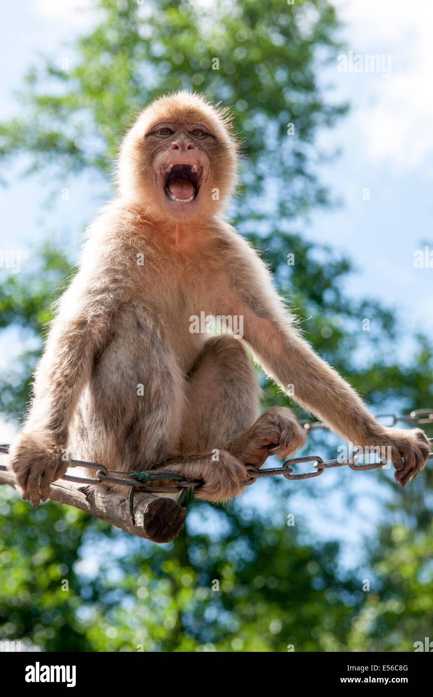 Singe de grognement agressif baring teeth Banque D'Images