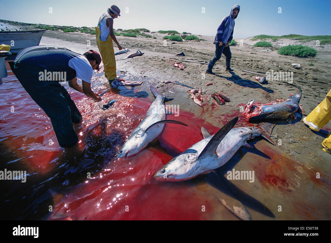 Pêcheur au filet maillant Nettoyer les requins ; Huatabampo, Mexique, Golfe de Californie, l'Océan Pacifique Banque D'Images