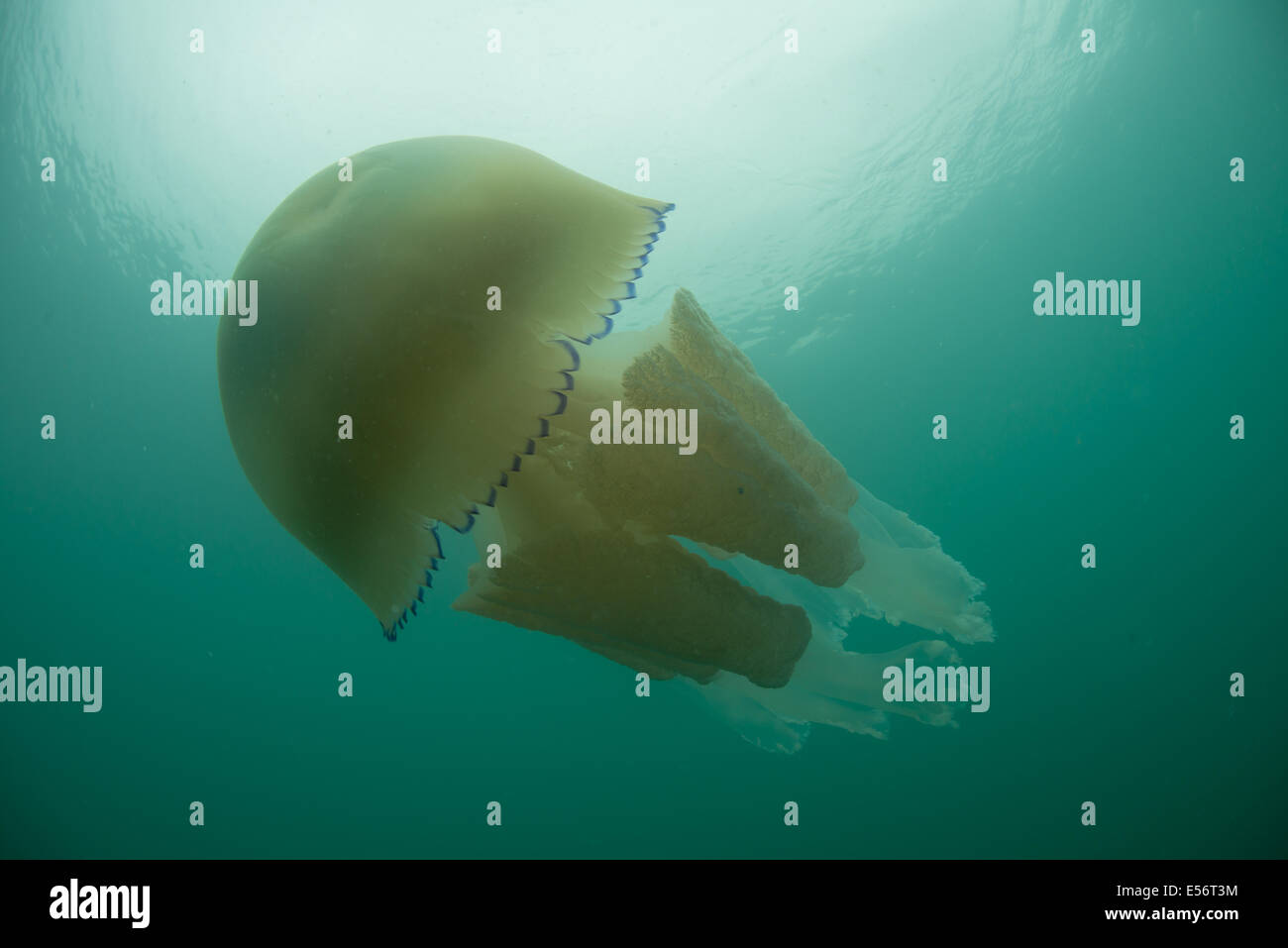 Méduses Rhizostoma pulmo fourreau, natation au large de la côte du Dorset, Worbarrow bay, juillet 2014 Banque D'Images