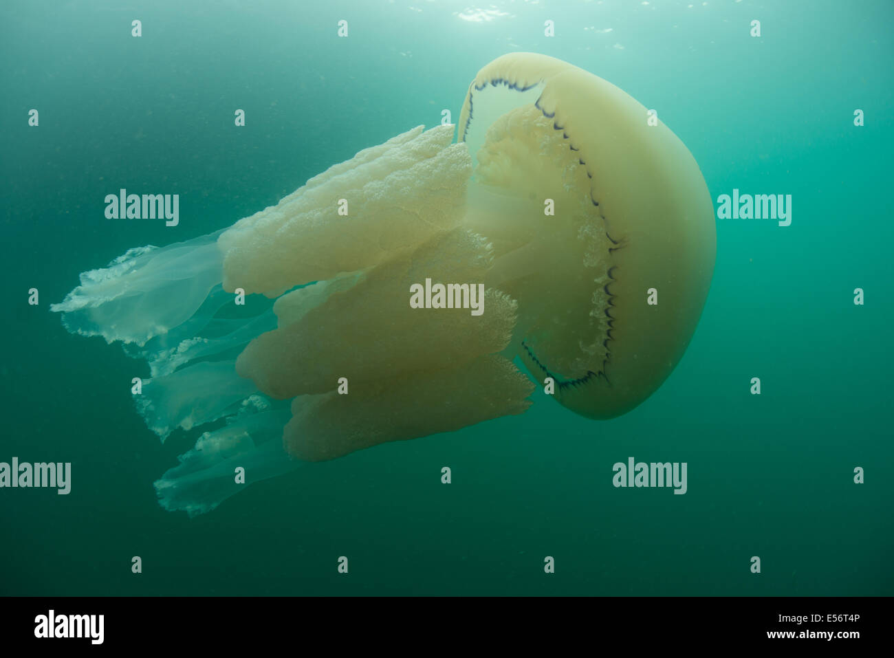 Méduses Rhizostoma pulmo baril, la natation. Dorset Coast, l'été 2014 Banque D'Images