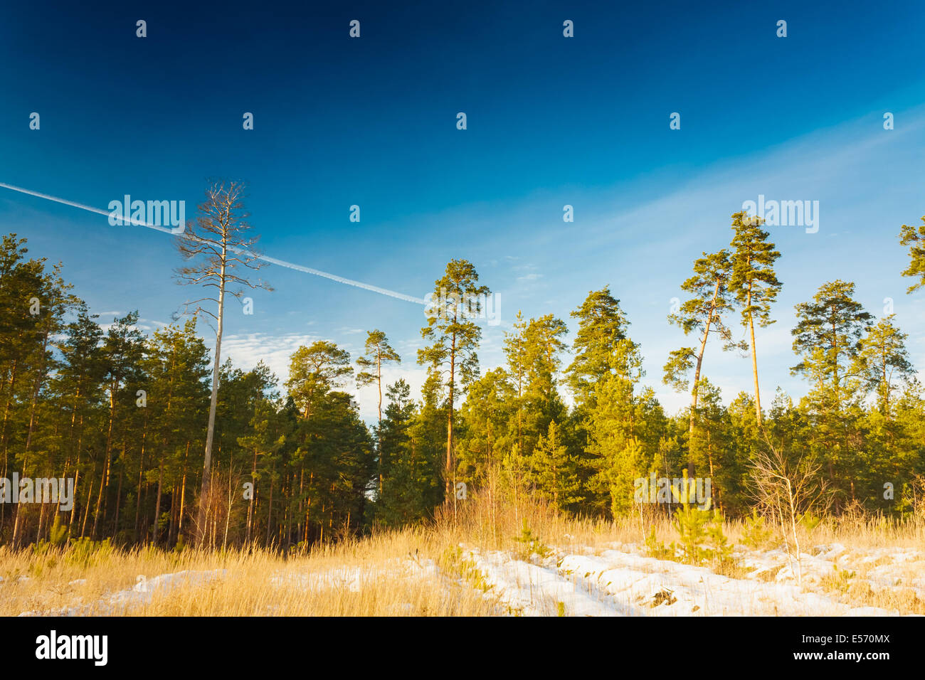 Première neige couverts l'herbe jaune sec dans la forêt. La nature russe. Banque D'Images