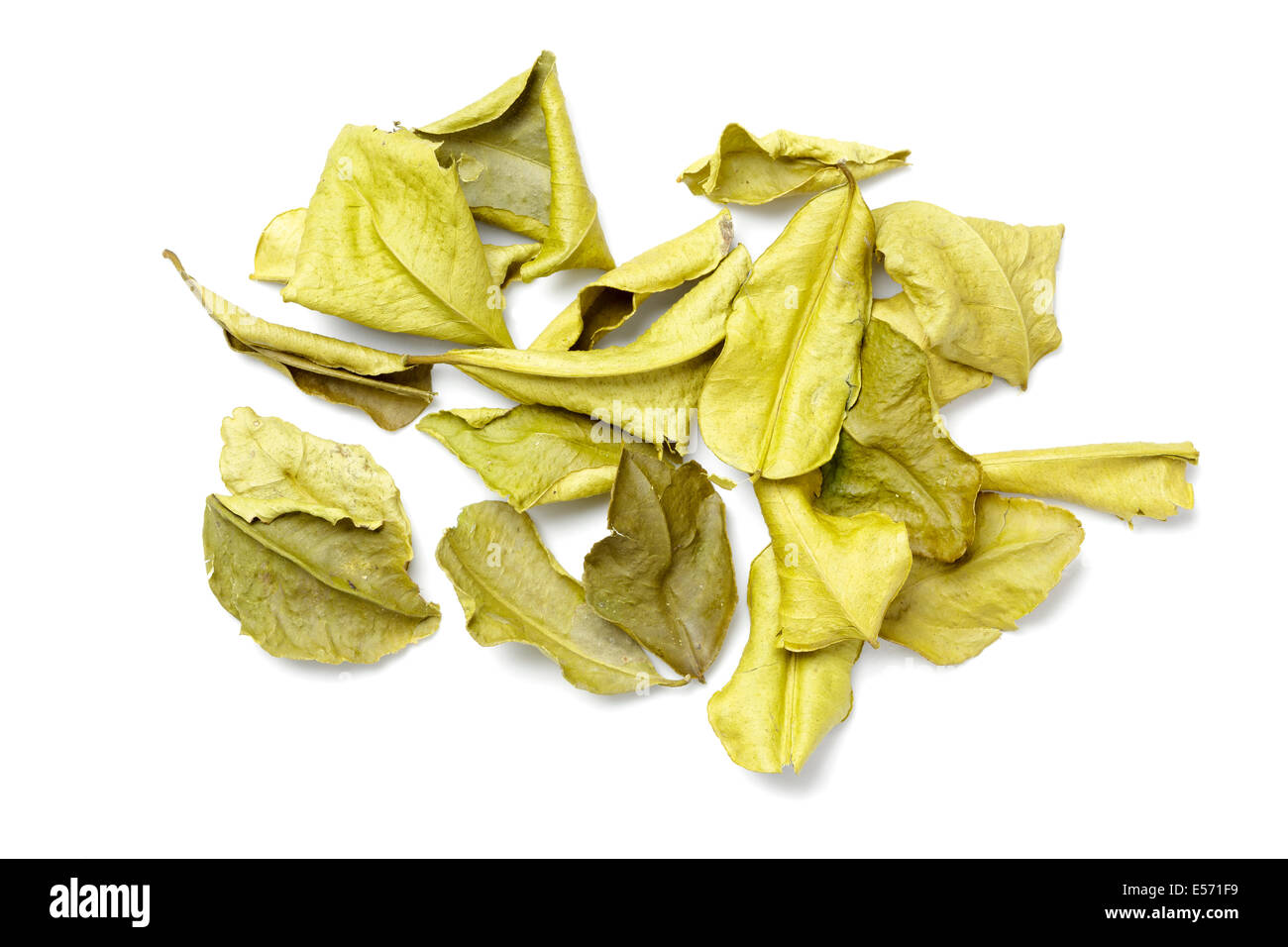 Feuilles de citron vert Banque D'Images