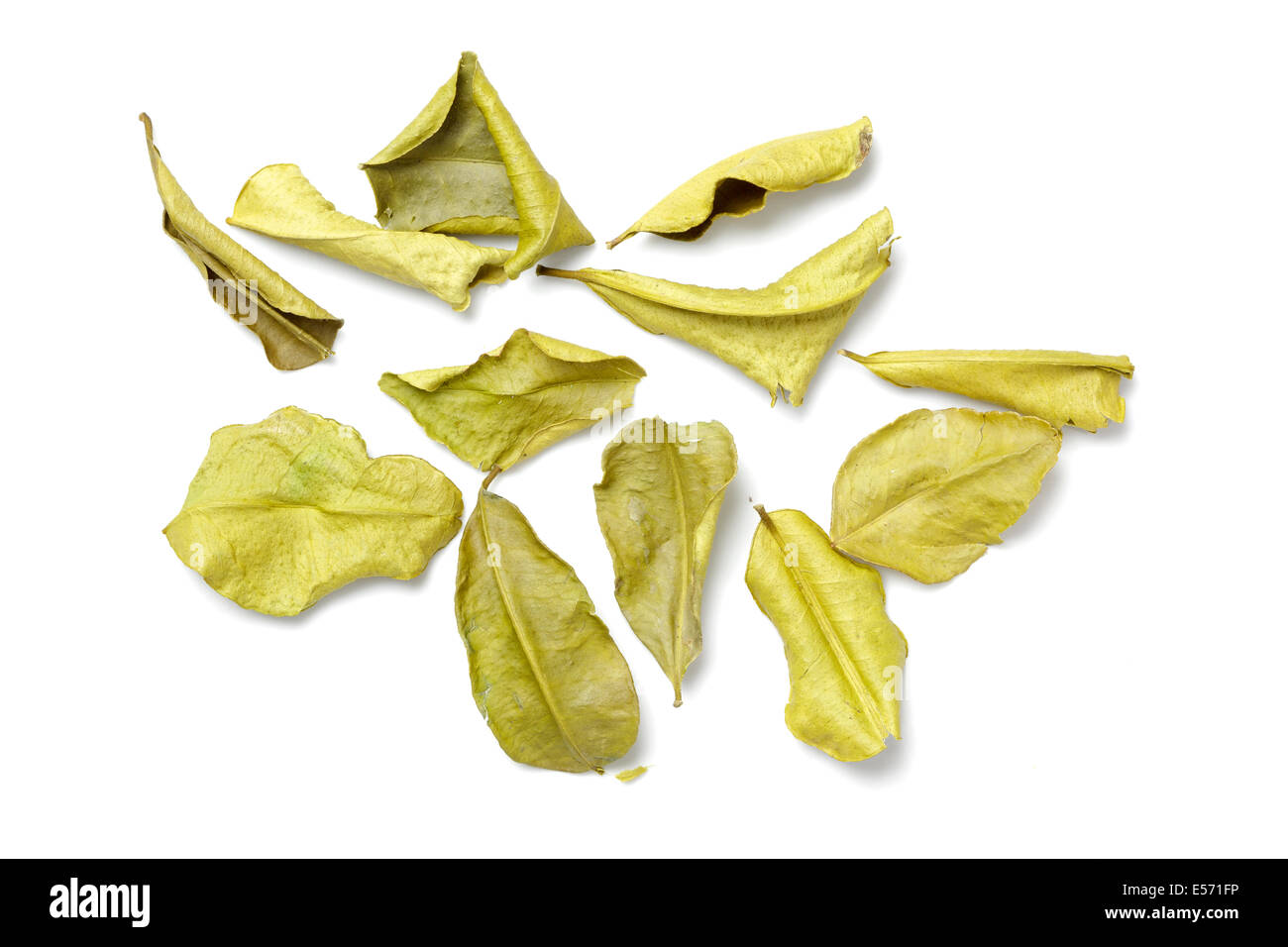 Feuilles de citron vert Banque D'Images Feuilles de citron vert Banque D'Images