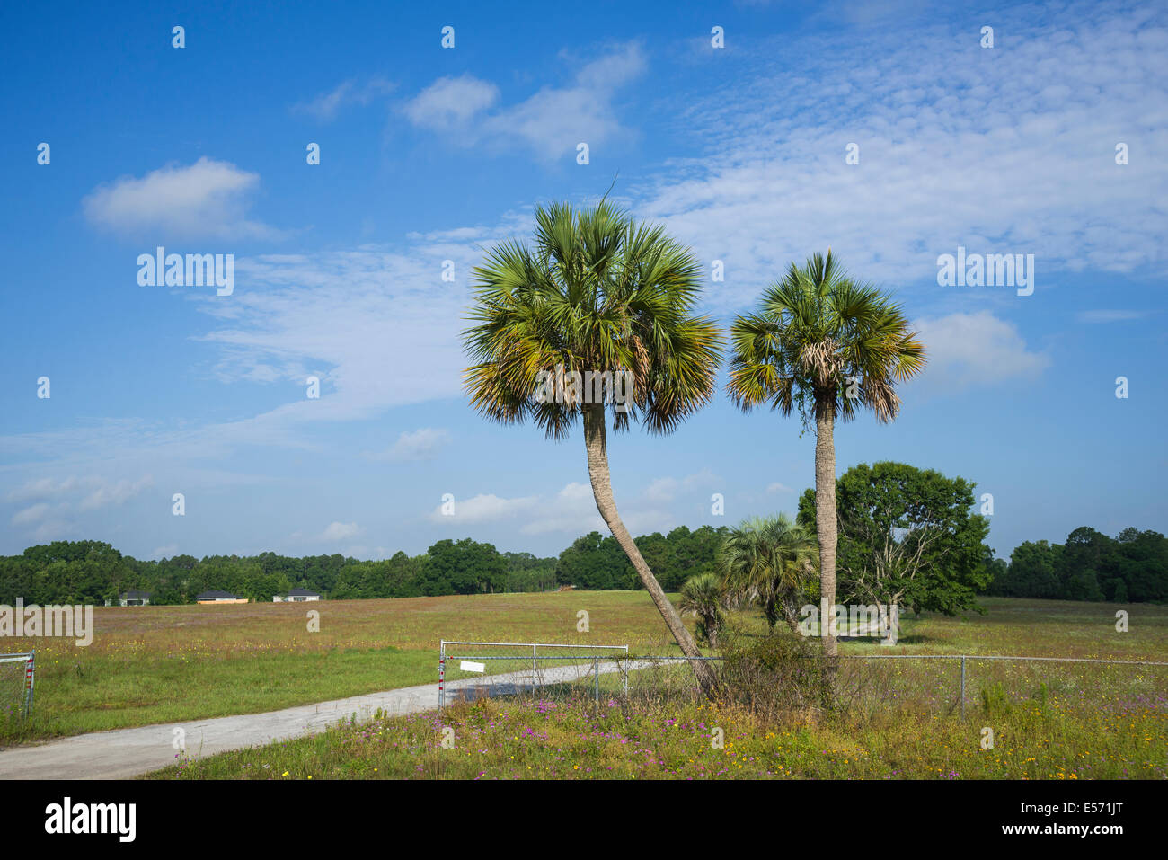 Deux palmiers Sabal solitaire à l'entrée d'un chemin de terre en milieu rural dans le Nord de la Floride. Banque D'Images