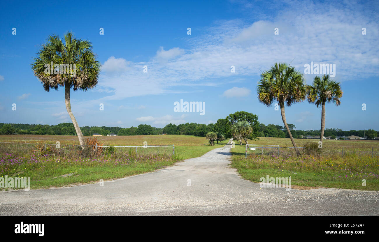 Trois palmiers Sabal solitaire à l'entrée d'un chemin de terre en milieu rural dans le Nord de la Floride. Banque D'Images