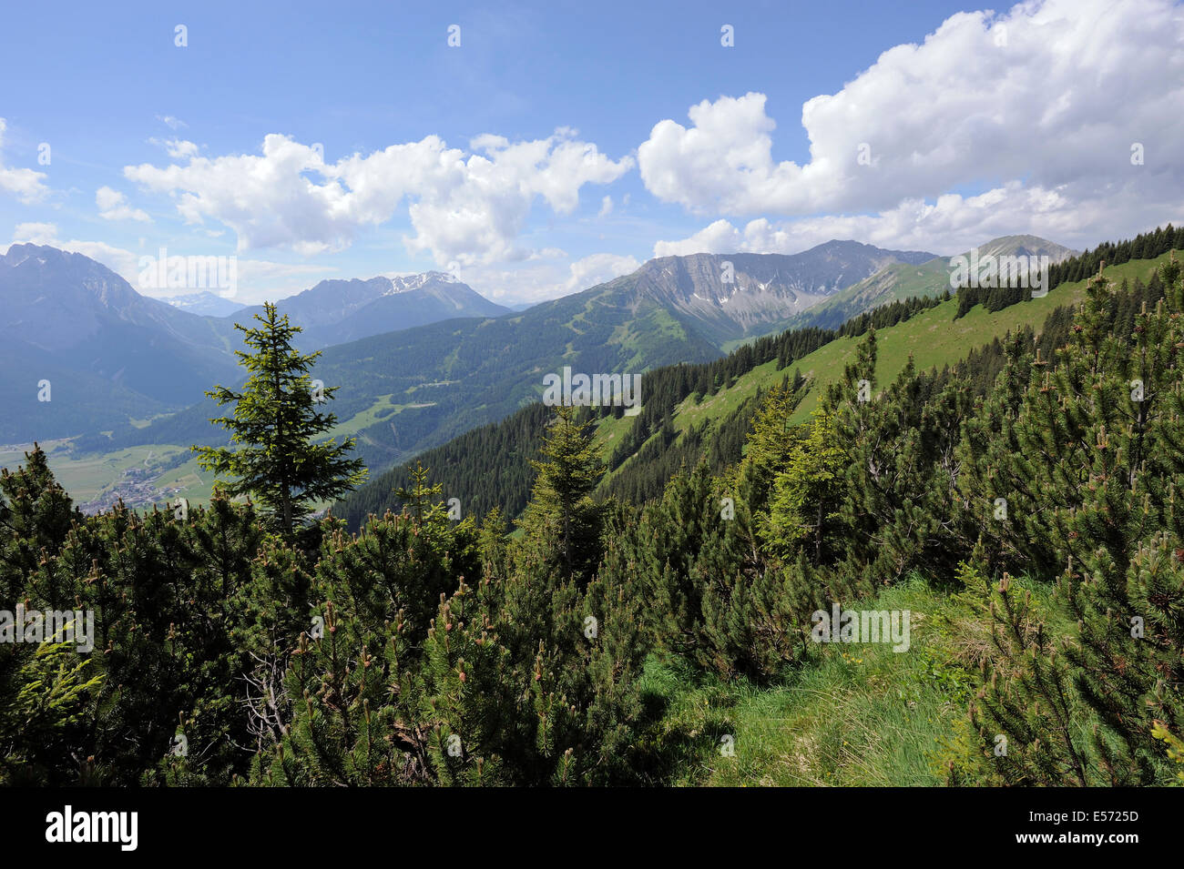 Pins de montagne sur le chemin de randonnée Daniel, Lermoos, Autriche Banque D'Images