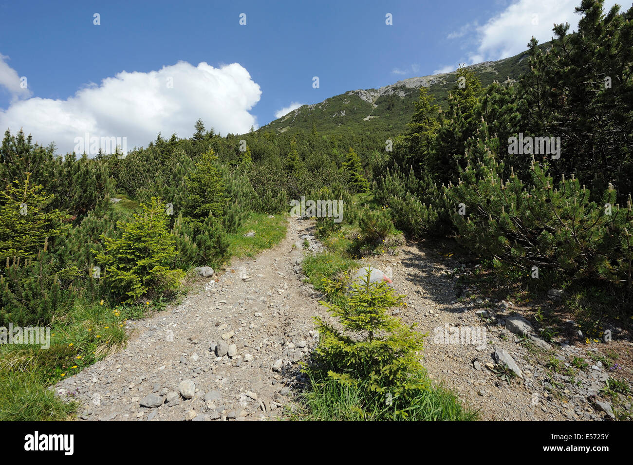 Sentier de randonnée pédestre à travers pins de montagne Banque D'Images