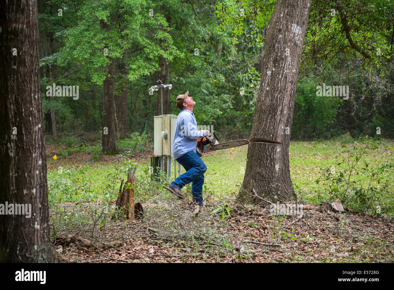 Enlèvement d'un arbre à l'intérieur rural dans le Nord de la Floride. Banque D'Images