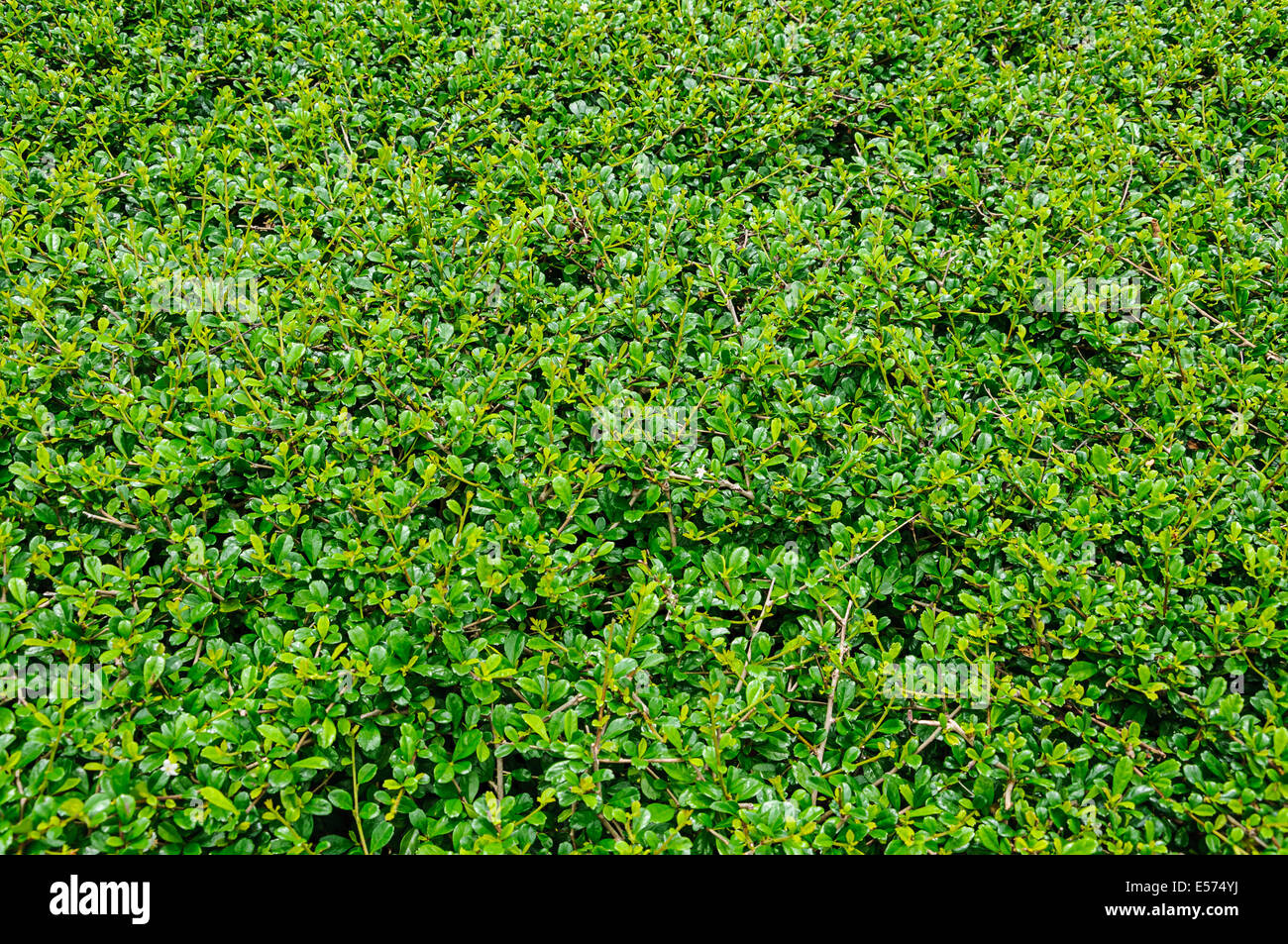 Les feuilles vert wall background Banque D'Images