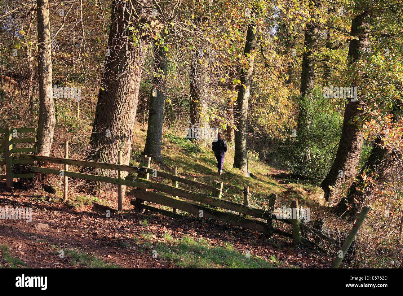 Walker à la fin de l'automne, la marche à travers des arbres à proximité de Wreay Woods, Carlisle, Cumbria, Angleterre Banque D'Images
