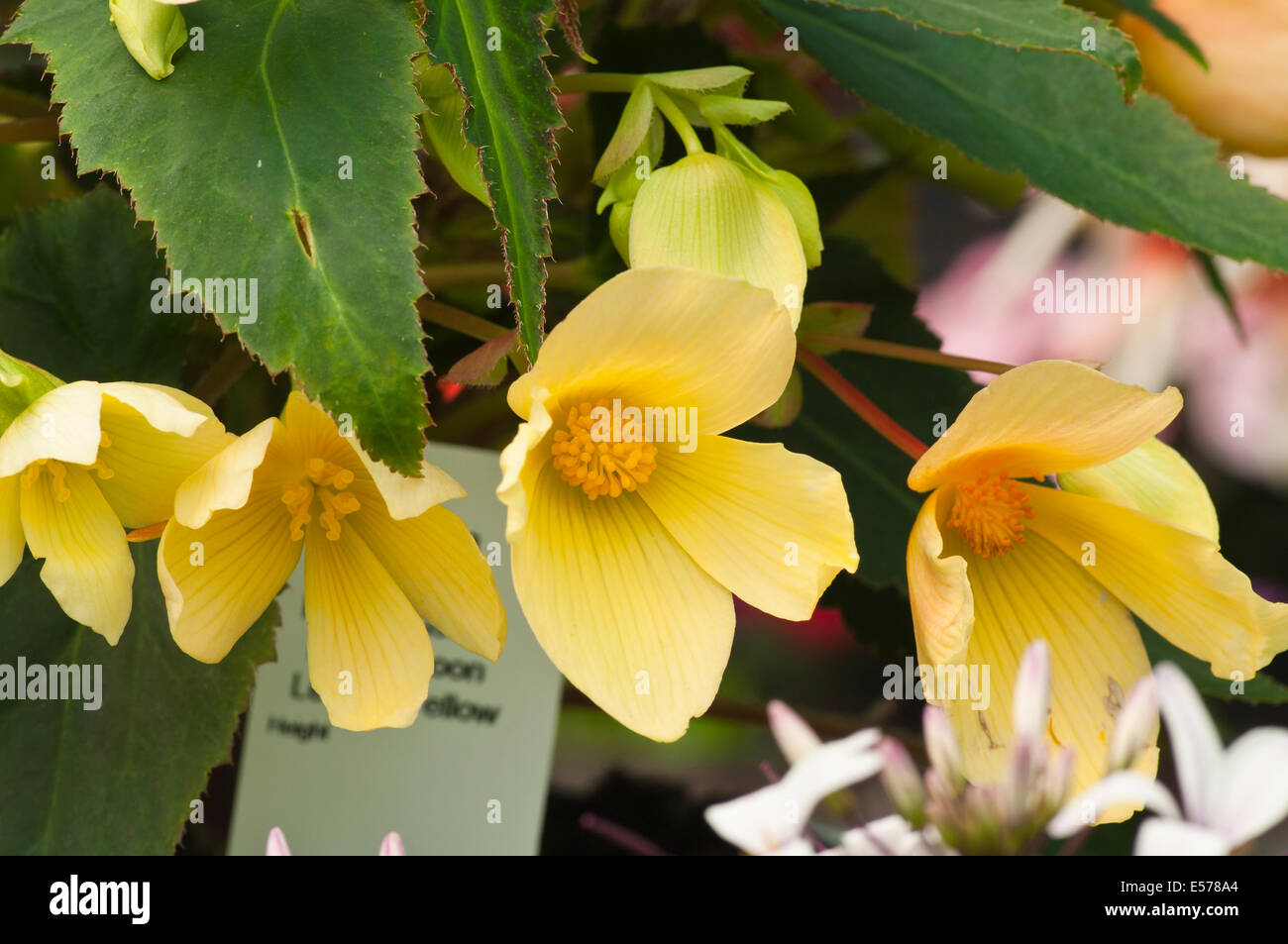 Begonia tuberhybrida Jaune × communément appelé les bégonias tubéreux Banque D'Images