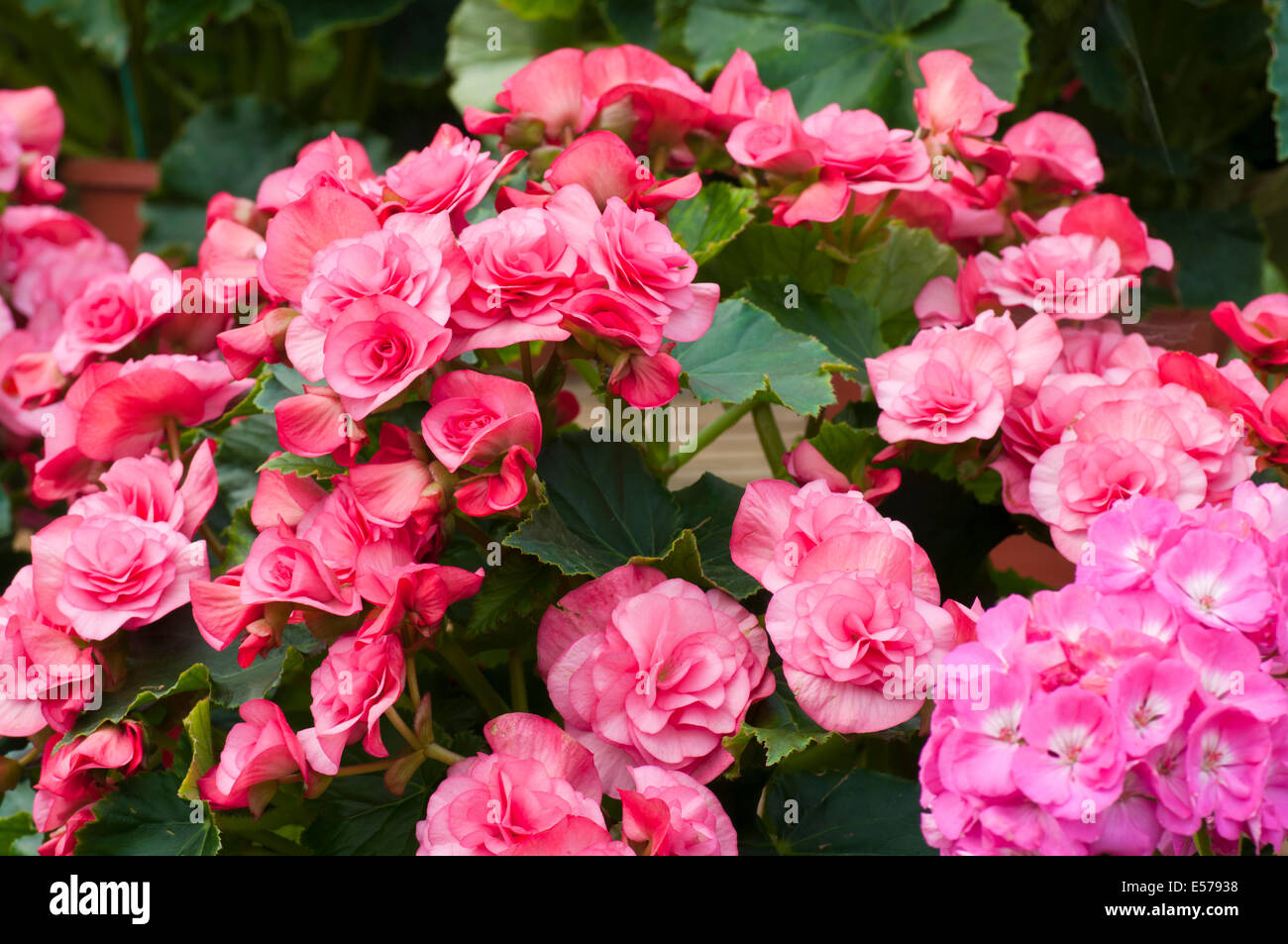 Begonia tuberhybrida rose × communément appelé les bégonias tubéreux Banque D'Images