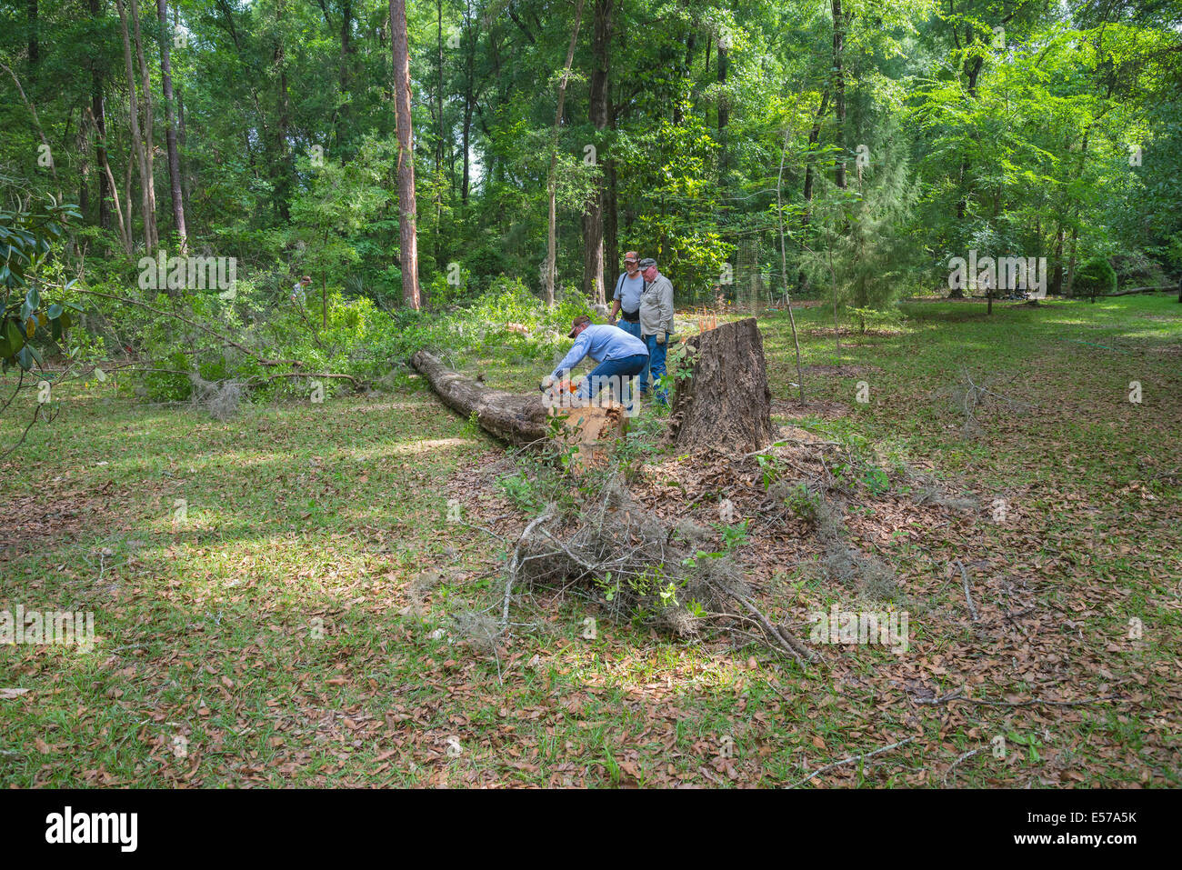 Enlèvement d'un arbre à l'intérieur rural dans le Nord de la Floride. Banque D'Images