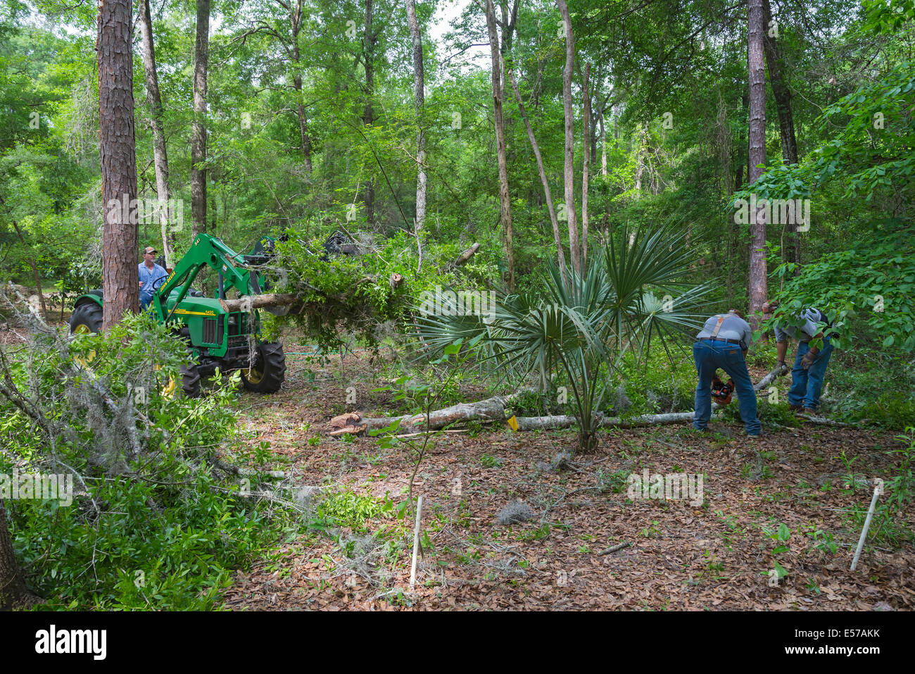 Enlèvement d'un arbre à l'intérieur rural dans le Nord de la Floride. Banque D'Images