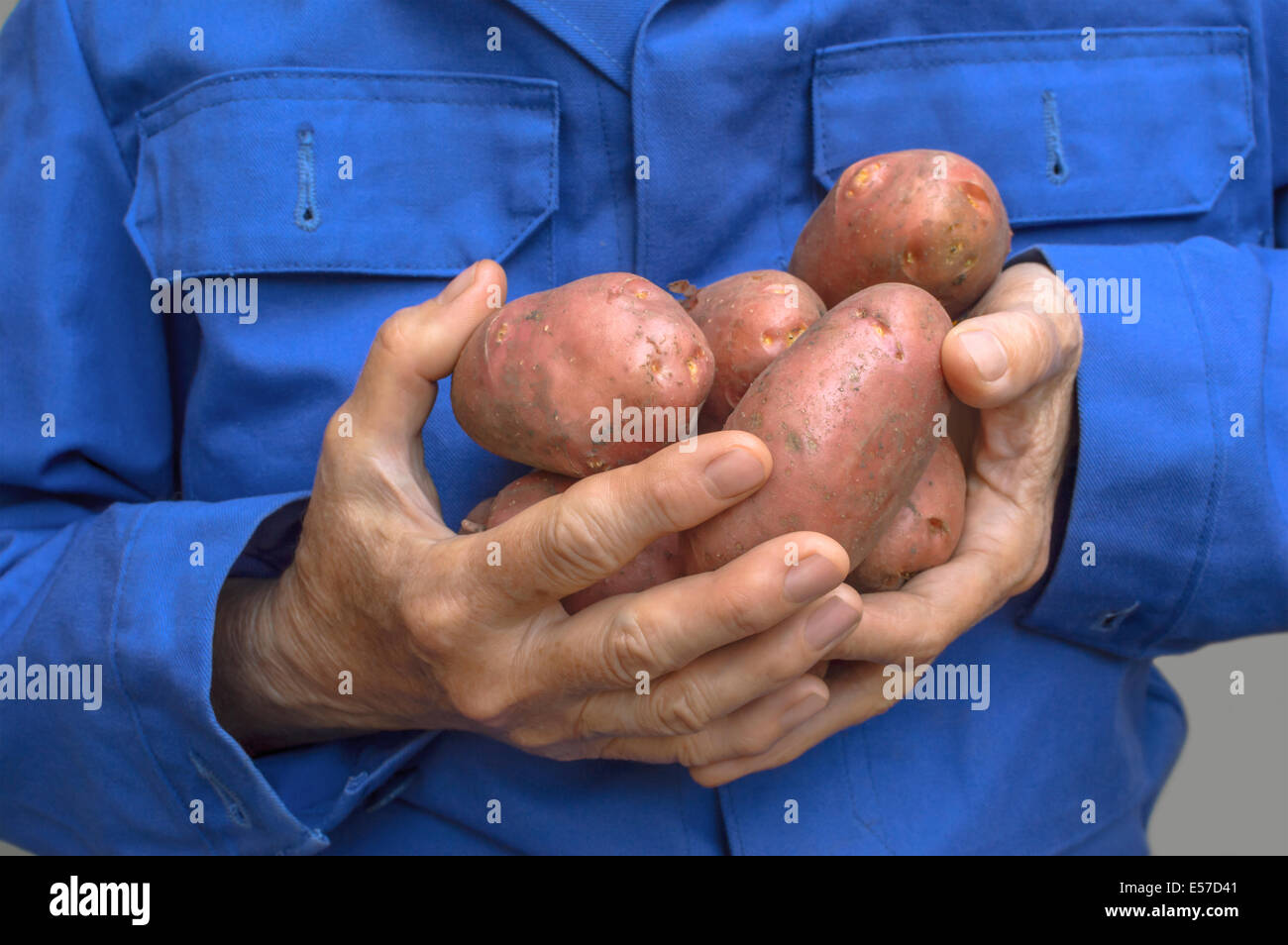 Les mains tenant une pomme de terre Banque D'Images
