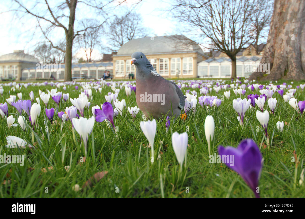 Un pigeon de promenades à travers de l'abondance croissante des crocus par le pavillon de verre à Sheffield Botanical Gardens, Yorkshire, UK Banque D'Images