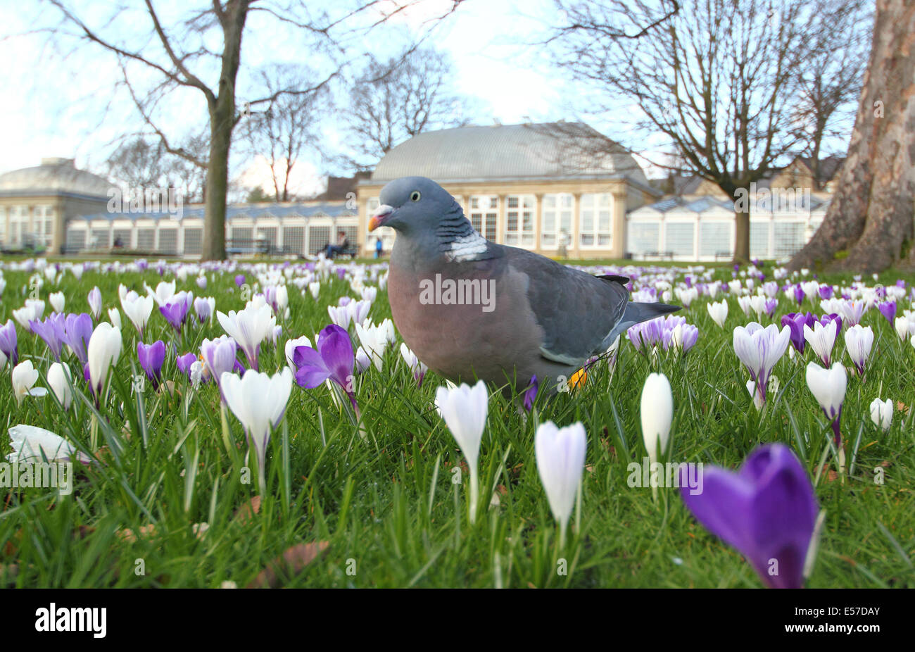 Un pigeon de promenades à travers de l'abondance croissante des crocus par le pavillon de verre à Sheffield Botanical Gardens, Yorkshire, UK Banque D'Images