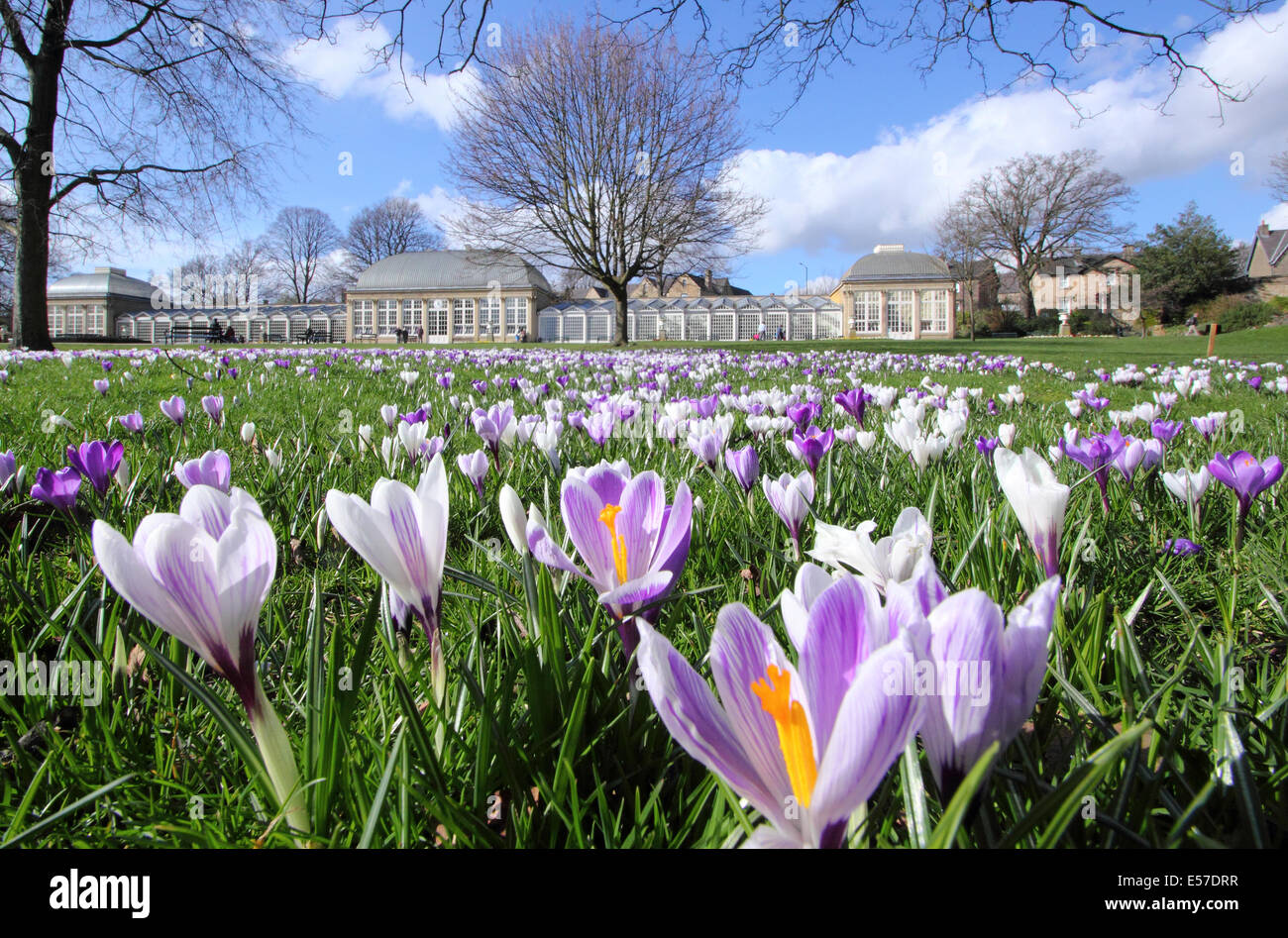 Crocus en abondance croissante en face de la serre pavillon à Sheffield Botanical Gardens, Yorkshire, UK Banque D'Images