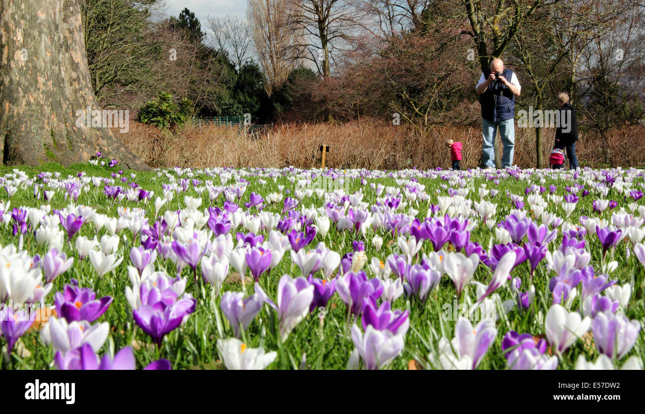 L'homme s'arrête pour photographier des crocus de plus en abondance à Sheffield Botanical Gardens, Yorkshire, UK Banque D'Images