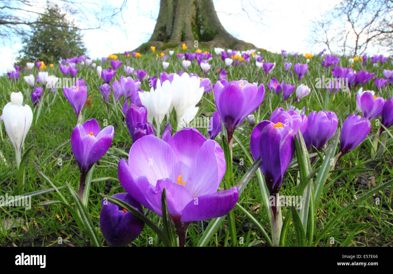 Un underplanted avec arbre violet fleur de ressort à croc Sheffield Botanical Gardens, Yorkshire, UK Banque D'Images