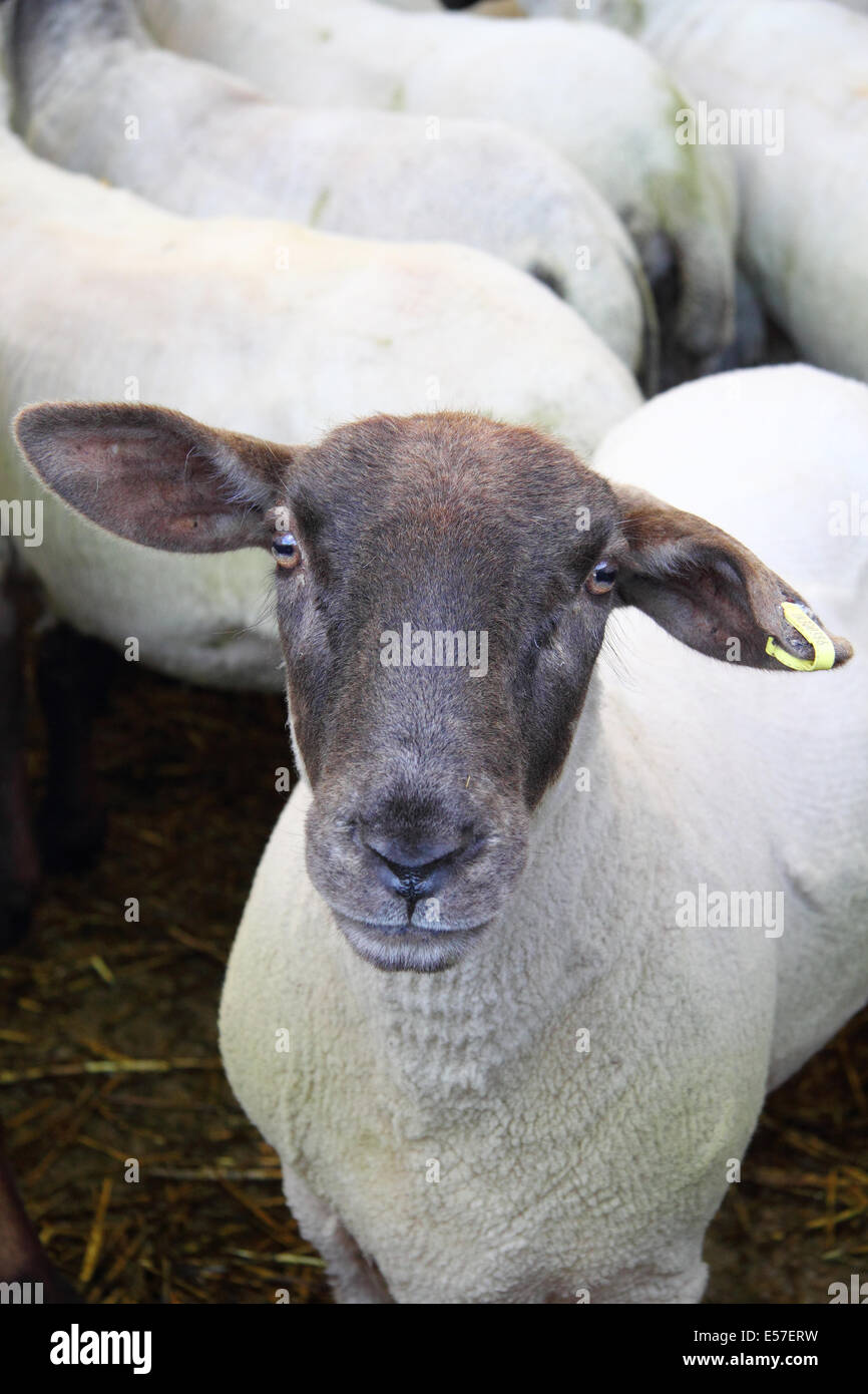 Mouton noir face à l'enclos du bétail Bakewell marché avant d'être mis aux enchères, Peak District, Derbyshire, Royaume-Uni Banque D'Images