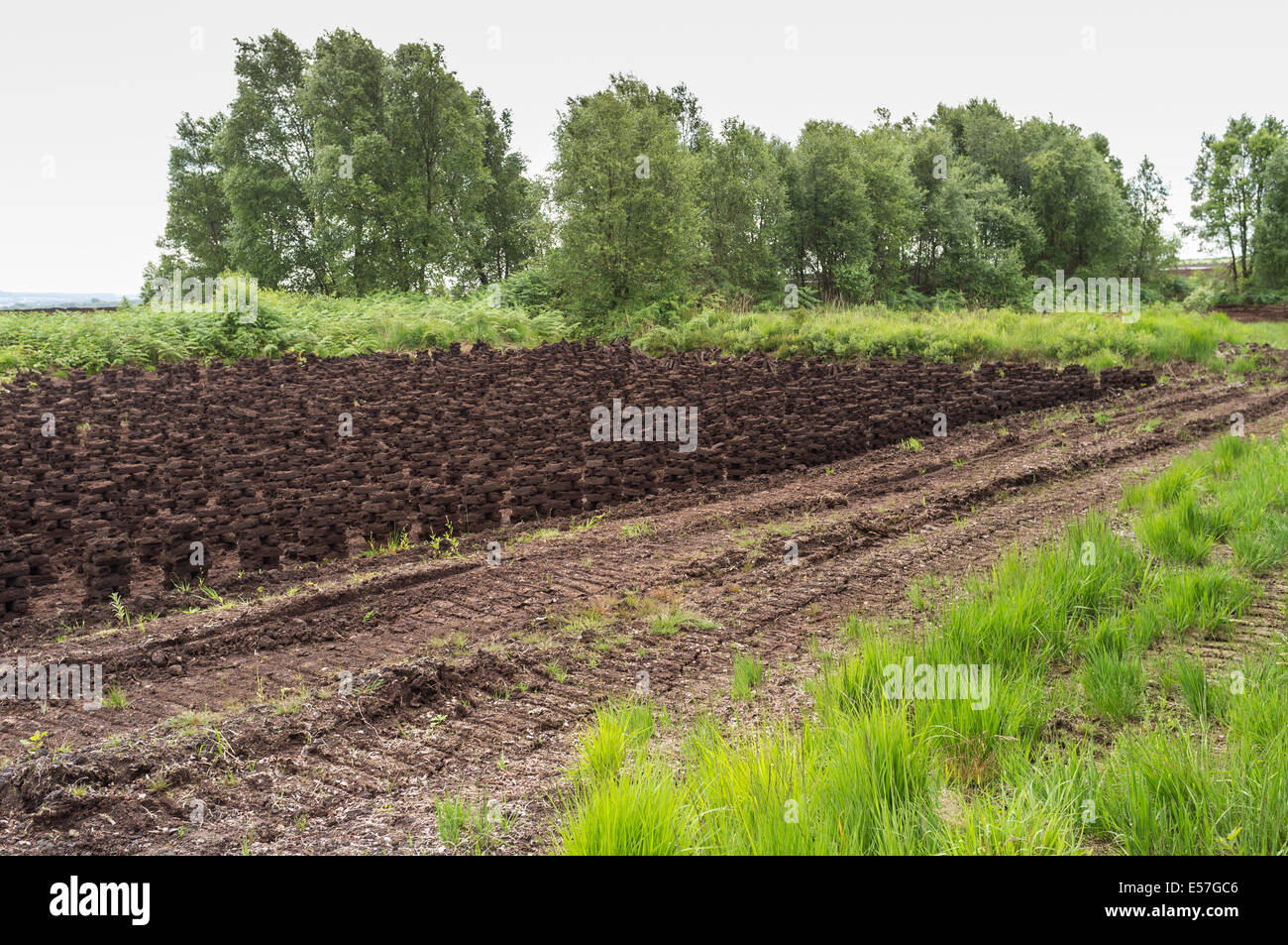 Piles de gazon pour le séchage des pieds pour être utilisé comme combustible pour garder les maisons chauffées dans les mois d'hiver. Bog of Allen, Kildare, Irlande. Banque D'Images