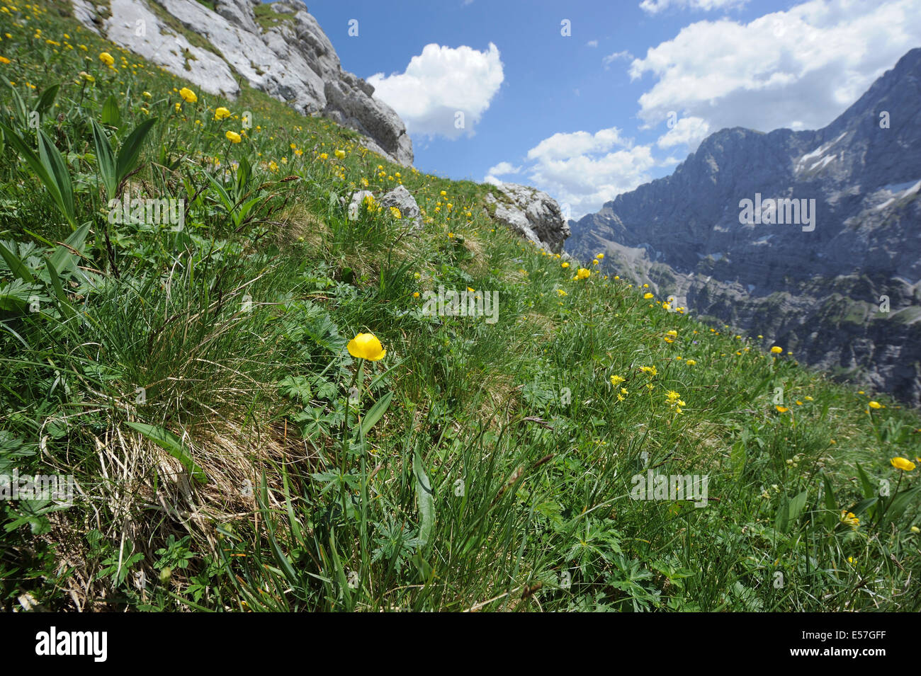 La montagne alpine meadow avec des fleurs jaunes et les montagnes autour de Banque D'Images