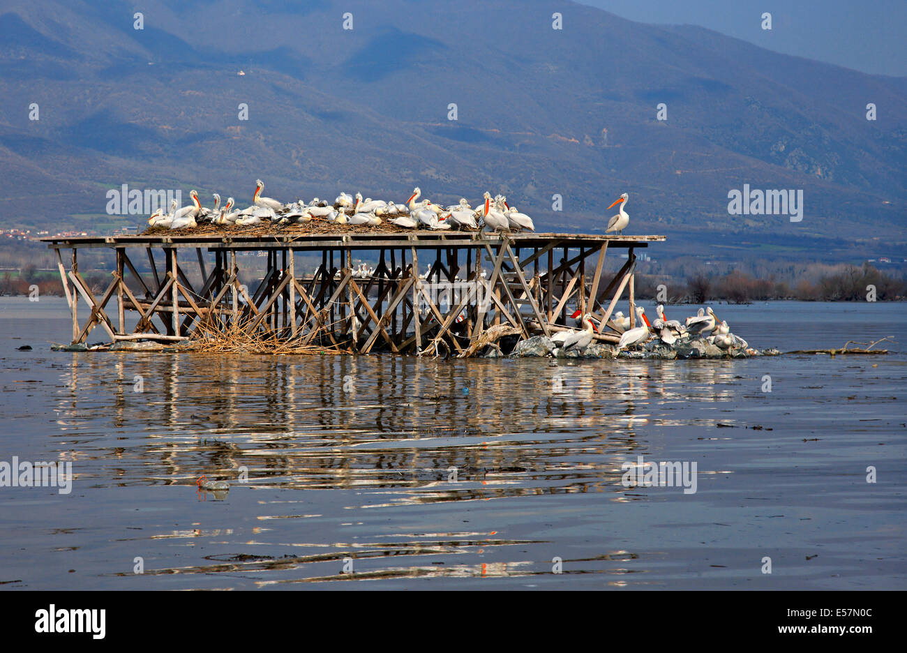 Les pélicans se reposer au lac Kerkini, Serres, Macédoine, Grèce. Banque D'Images