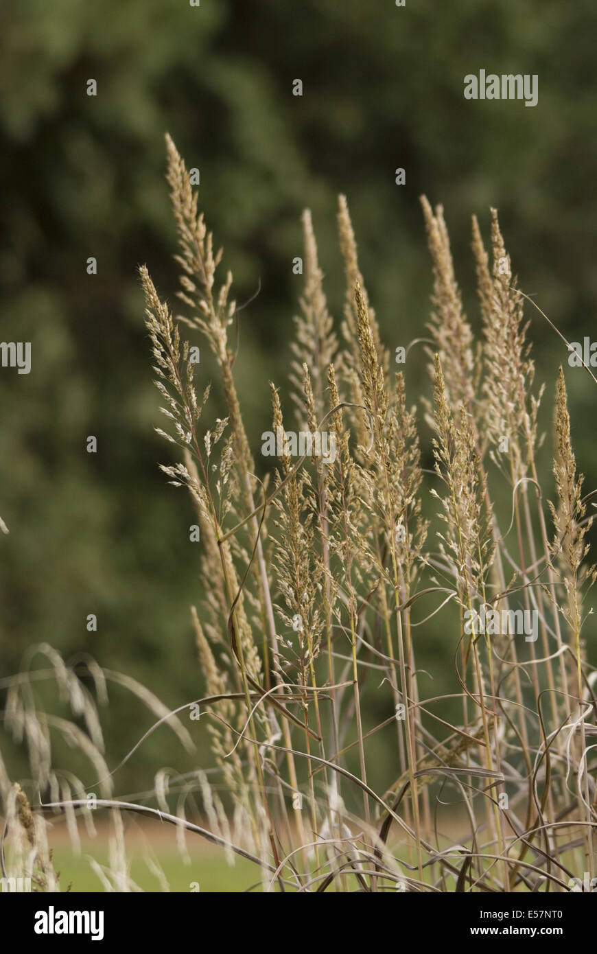 Siberian graybeard, spodiopogon sibiricus Banque D'Images