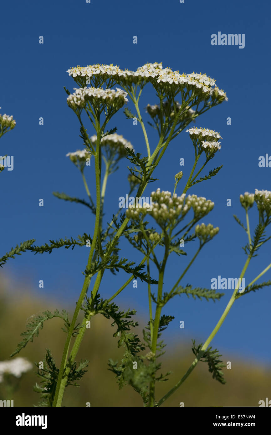 L'Achillea millefolium achillée millefeuille, commun Banque D'Images
