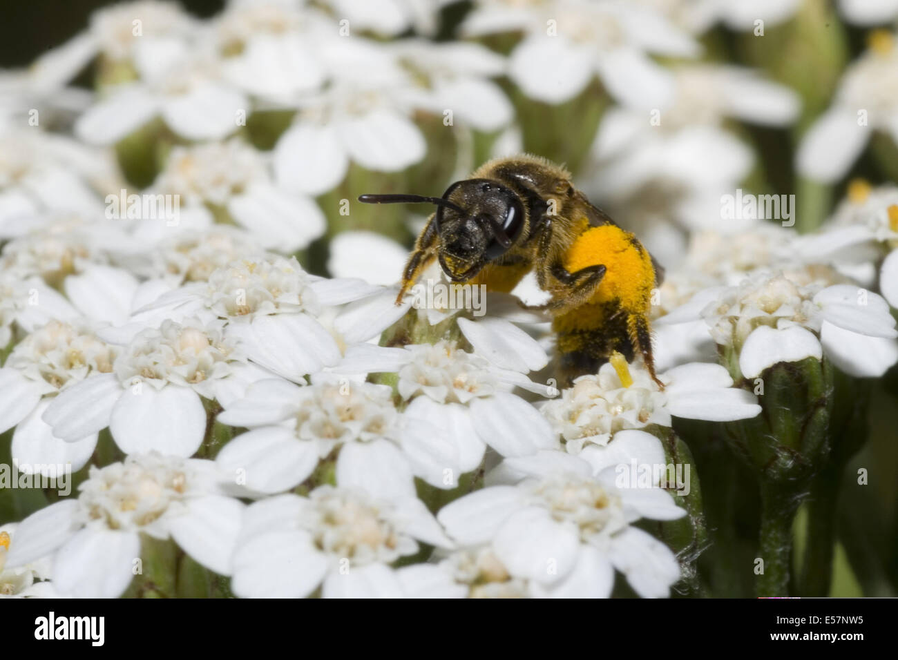L'Achillea millefolium achillée millefeuille, commun Banque D'Images