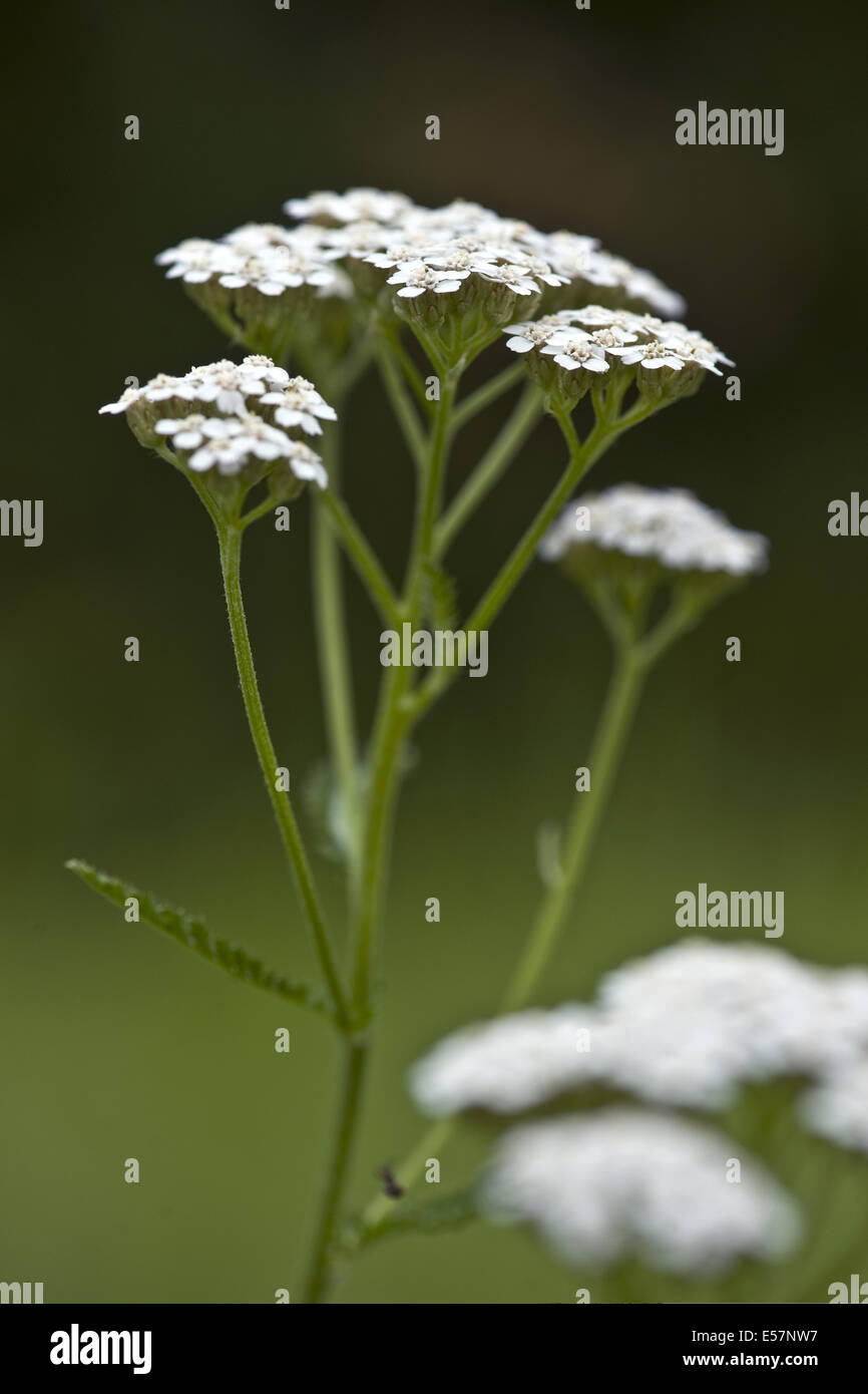 L'Achillea millefolium achillée millefeuille, commun Banque D'Images