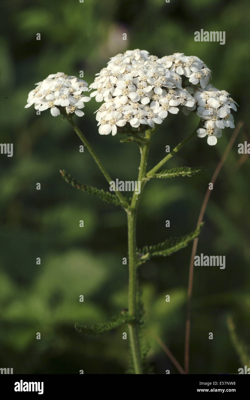 L'Achillea millefolium achillée millefeuille, commun Banque D'Images