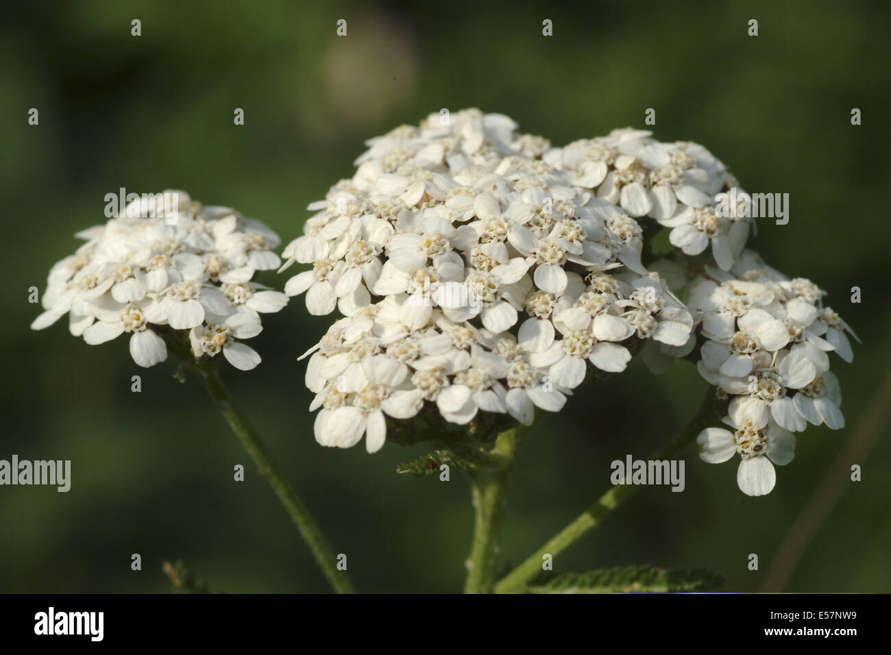 L'Achillea millefolium achillée millefeuille, commun Banque D'Images