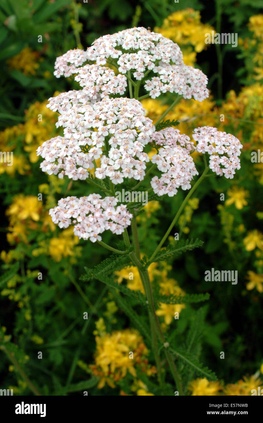 L'Achillea millefolium achillée millefeuille, commun Banque D'Images